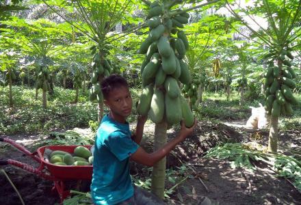 Tanam Pepaya Untuk Memenuhi Kebutuhan Sehari-hari